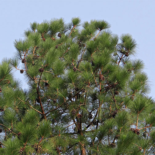 pinus picture