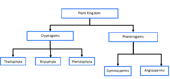 plantae meaning in marathi