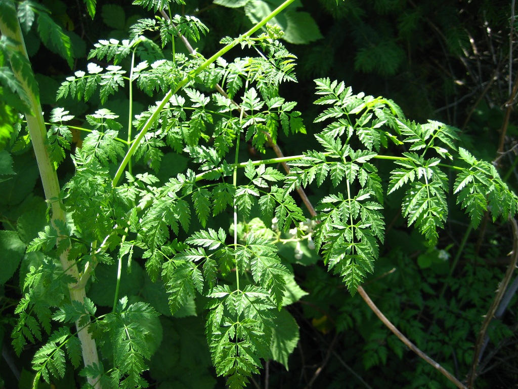 poison hemlock virginia