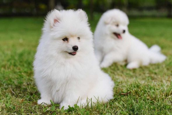 pomeranian dog price in india