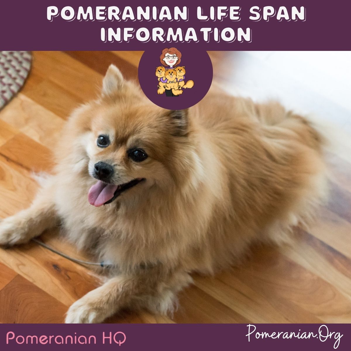 pomeranian life span