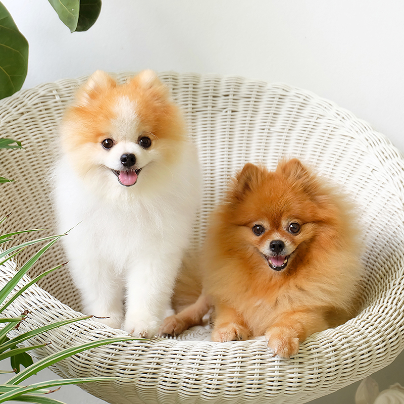 pomeranian puppy breeders