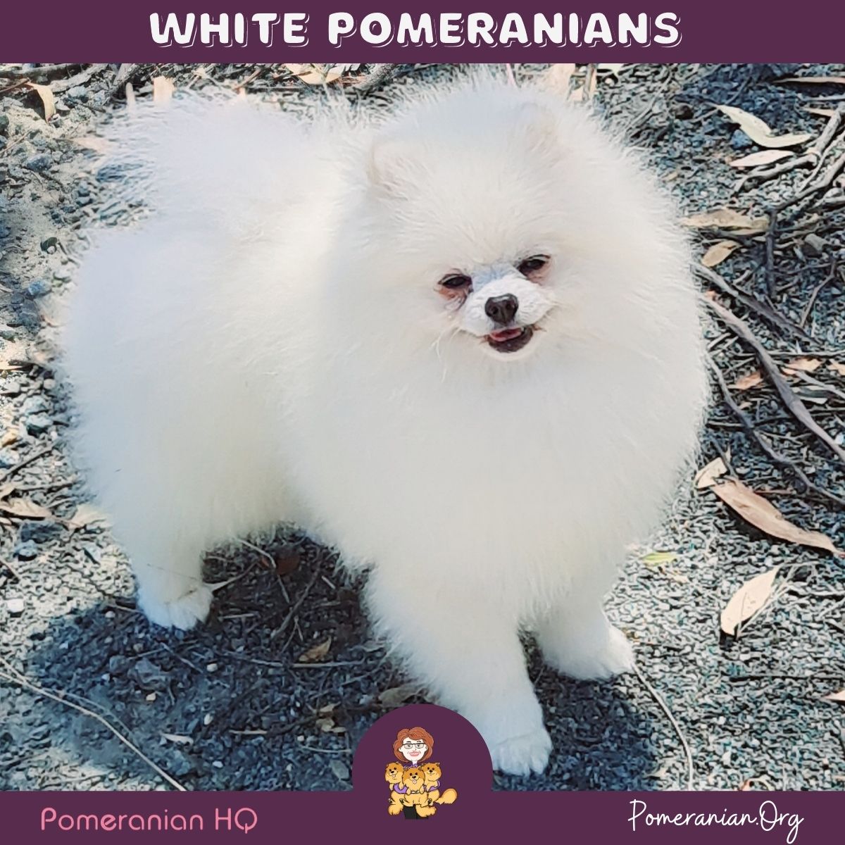 pomeranian white