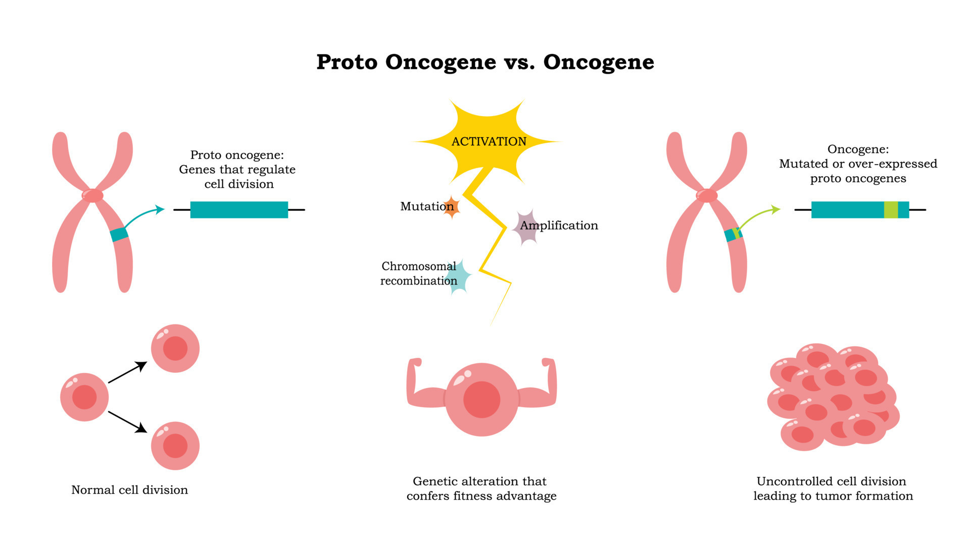 proto oncogene