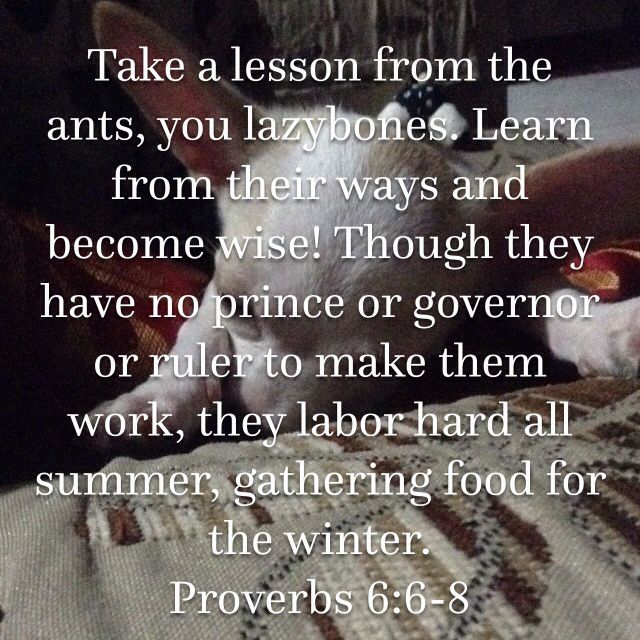 proverbs 6 nlt