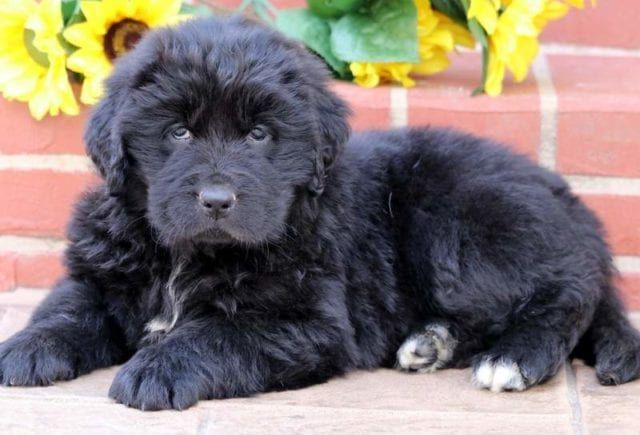 puppies for sale in newfoundland