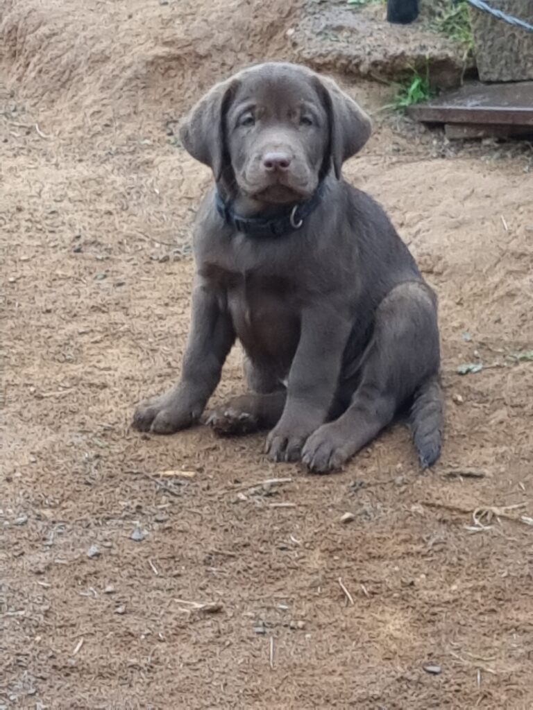 puppies for sale nsw