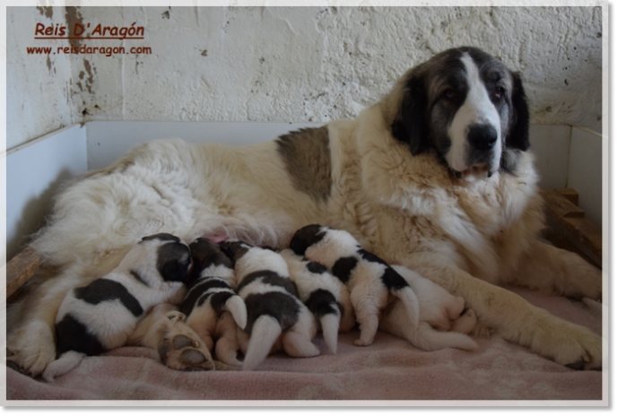 pyrenean mastiff price