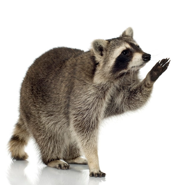 raccoon png