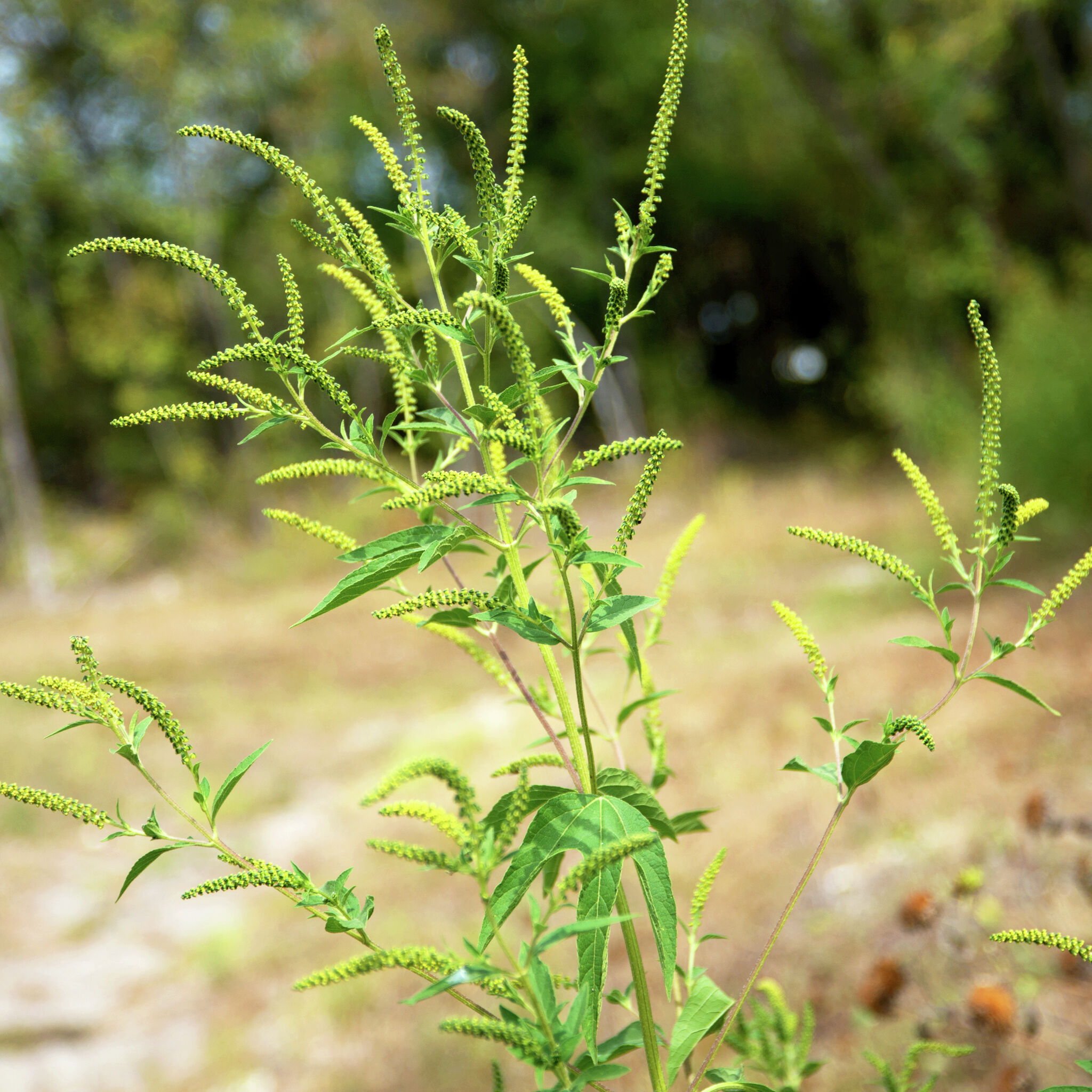 ragweed san antonio