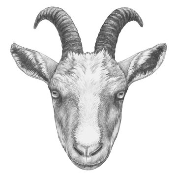 realistic goat head drawing