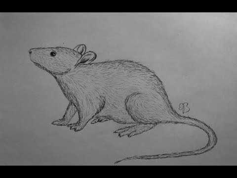 realistic rat drawing