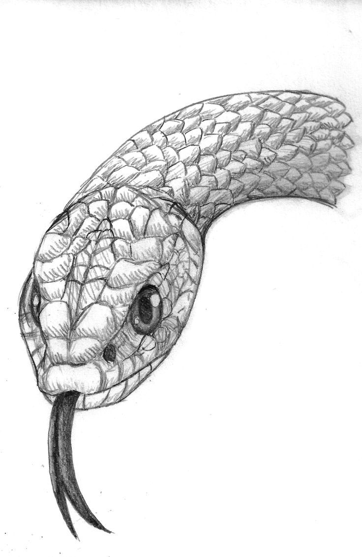 realistic snake drawing