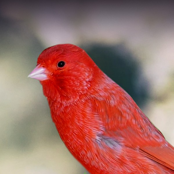 red canary bird for sale