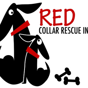 red collar rescue bundaberg