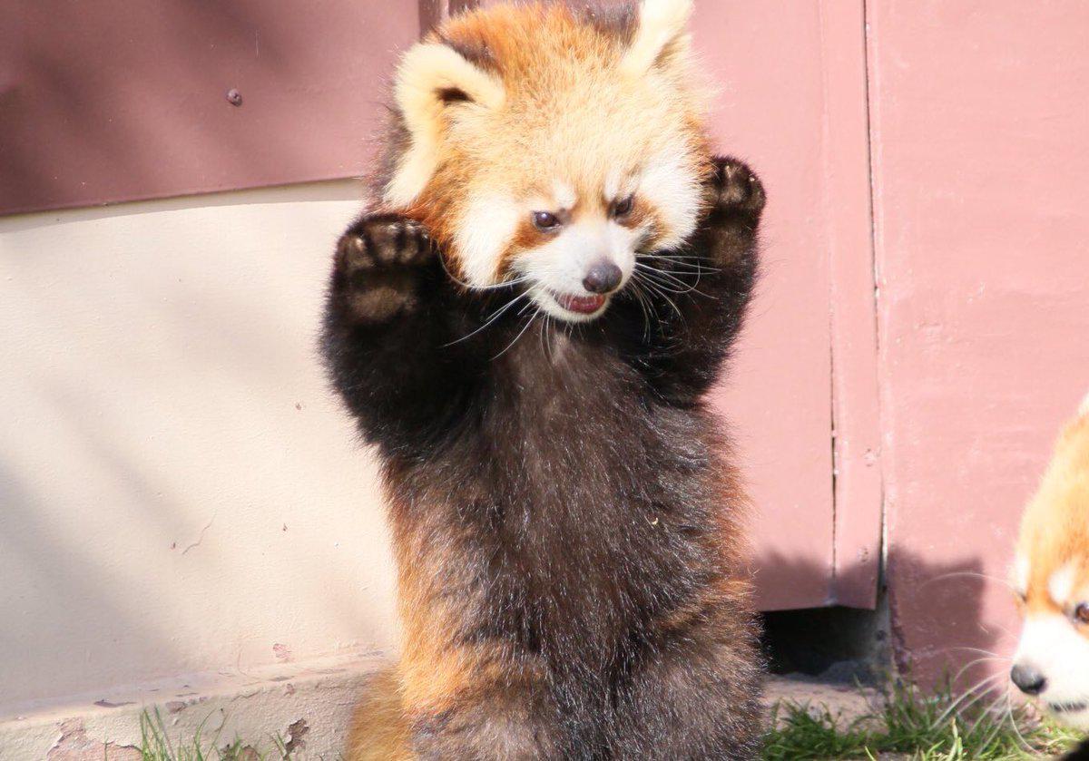 red panda trying to be scary