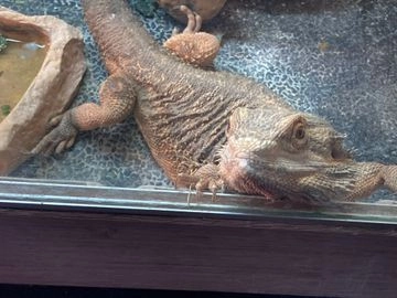 reptiles for sale hull