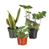 rona house plants