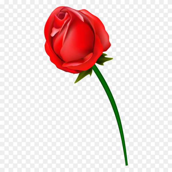 rose png vector