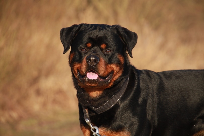 rottweiler cropped ears