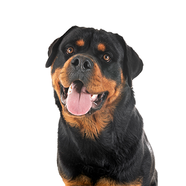 rottweiler puppies for adoption in ohio