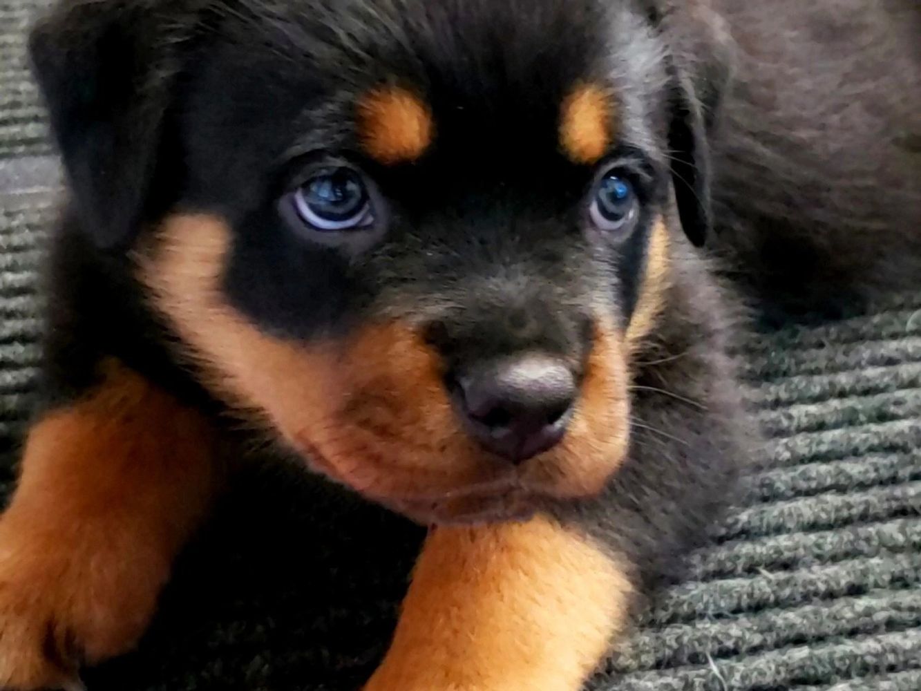 rottweilers in washington state