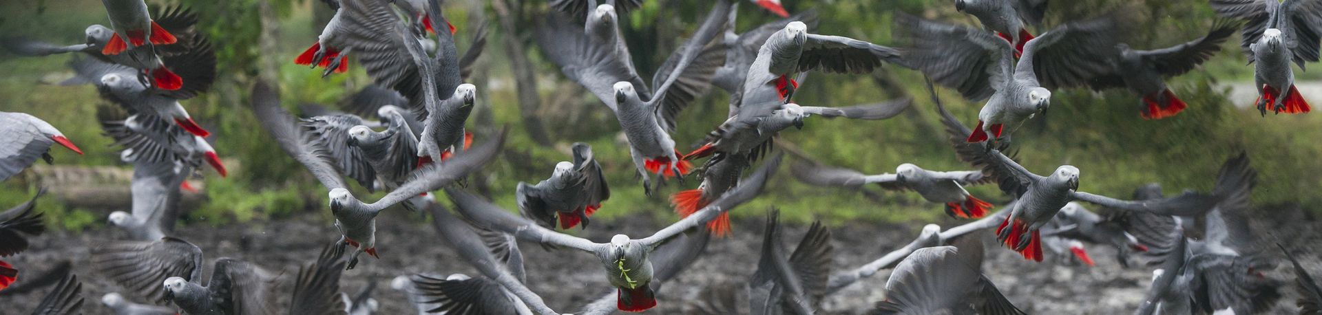 royal wings aviary