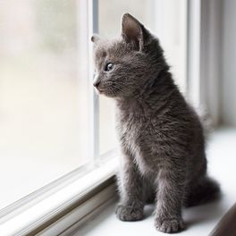 russian blue cat kitten