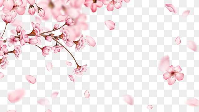 sakura flower png