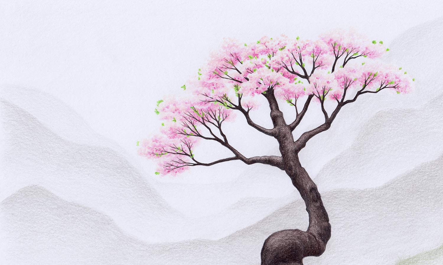 sakura tree sketch