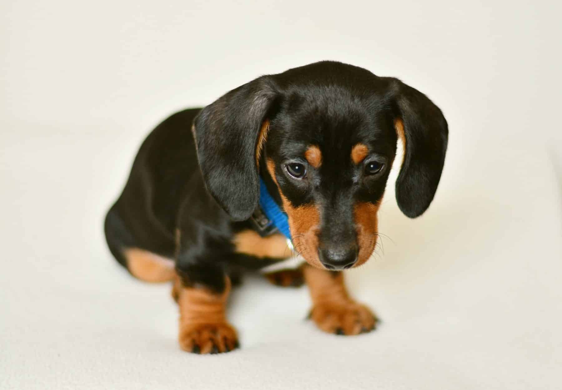 sausage dog puppy