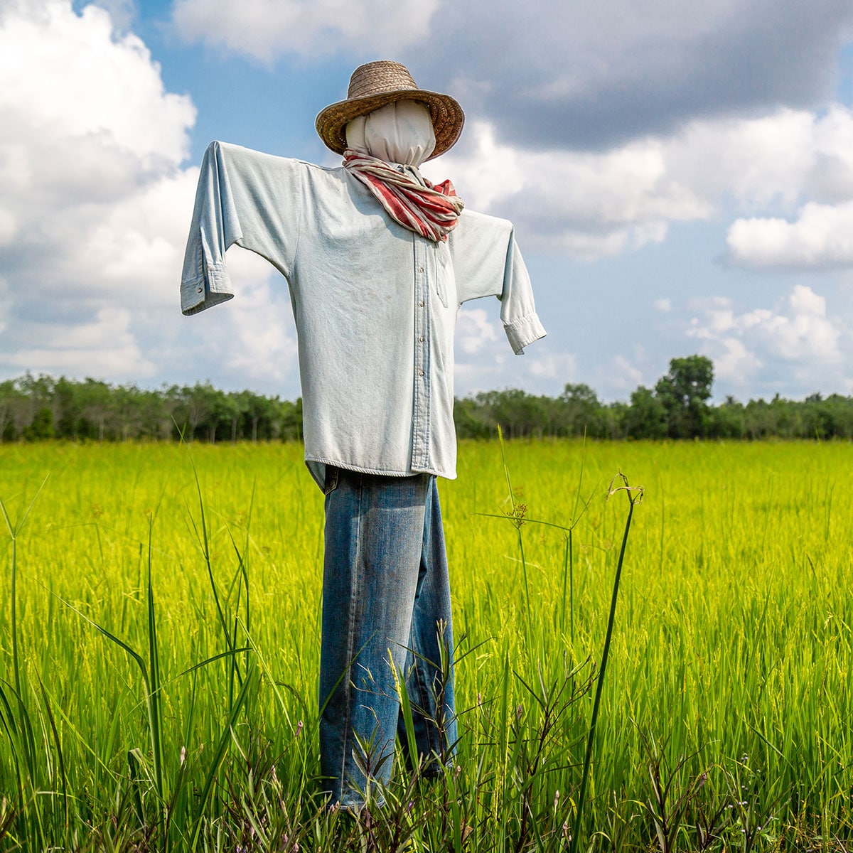 scarecrow photos