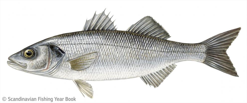 sea bass fish picture