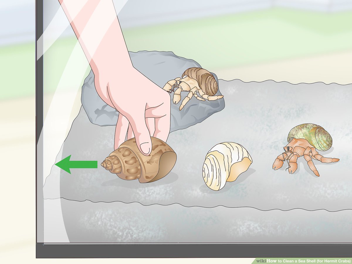 sea shells for hermit crabs