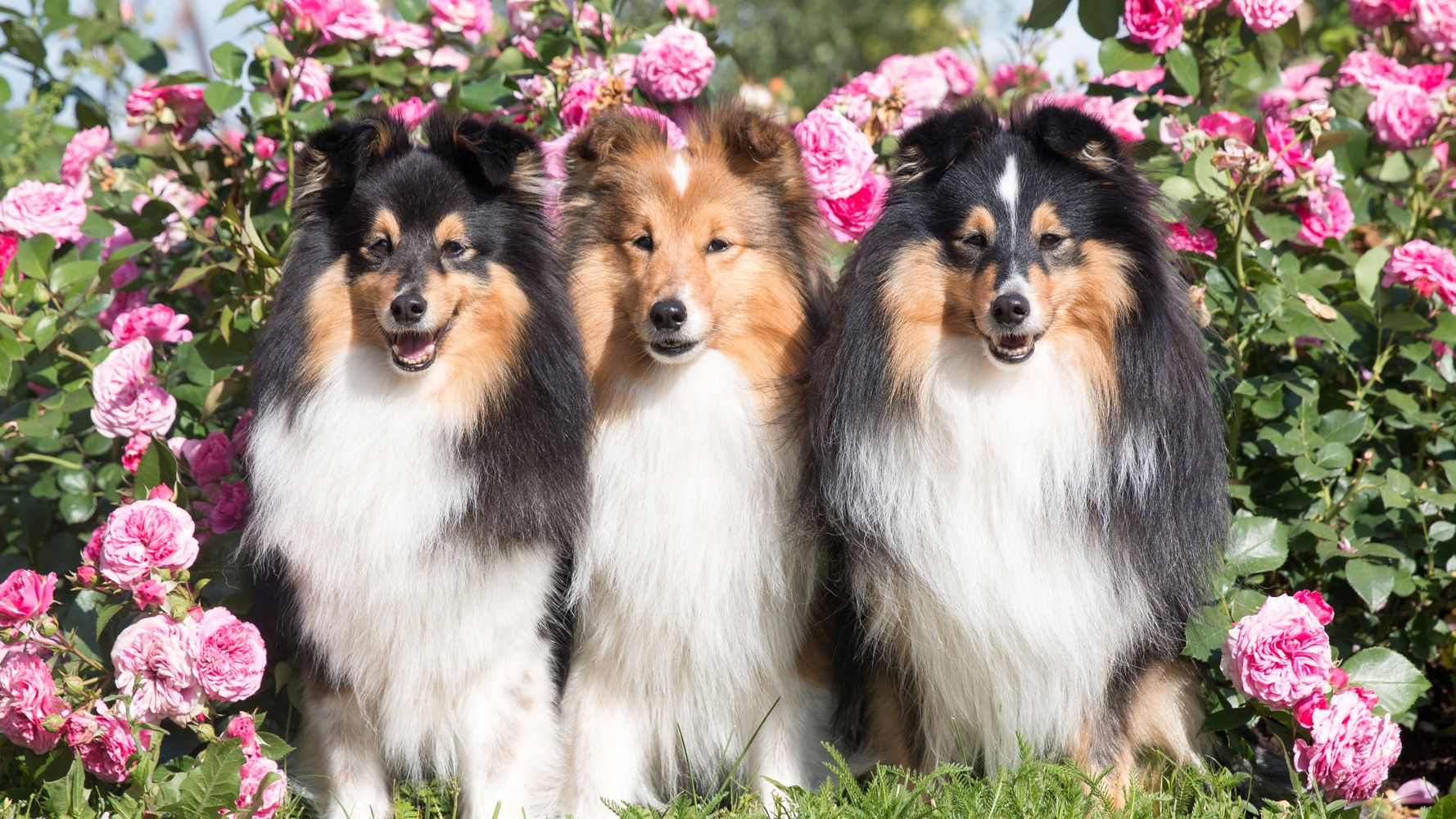 sheltie breeders in virginia