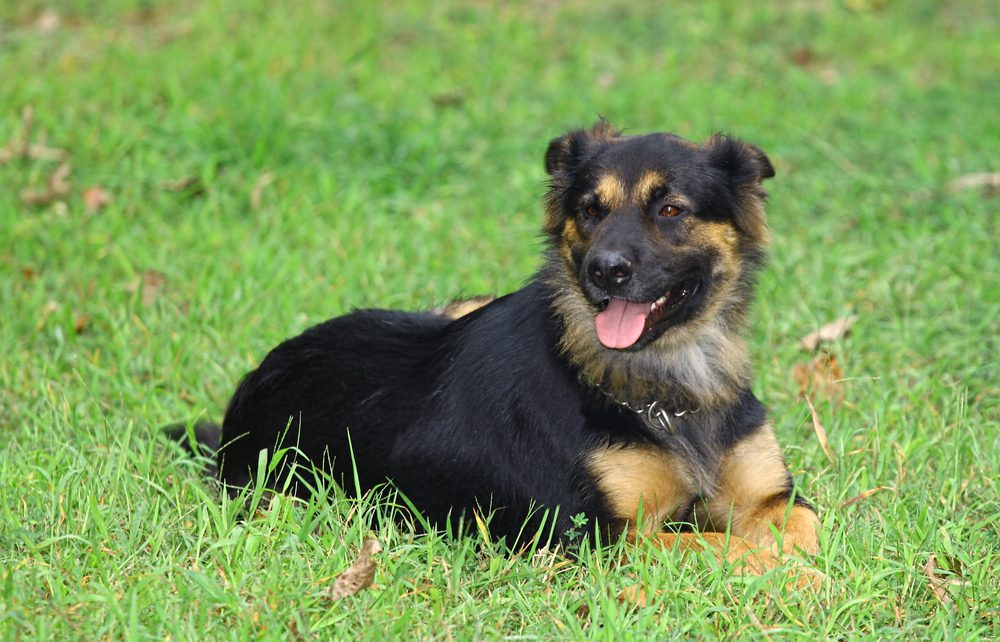 shepherd rottweiler cross