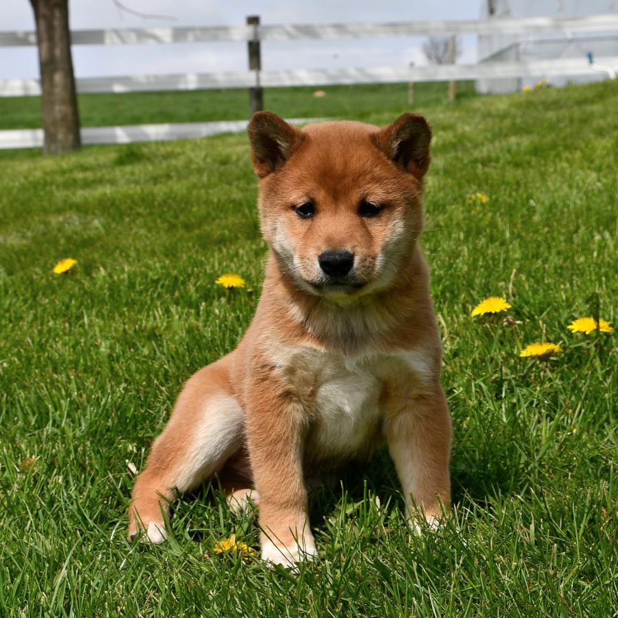 shiba inu for sale near me