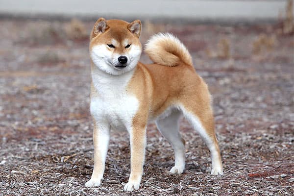 shiba inu worst dog ever