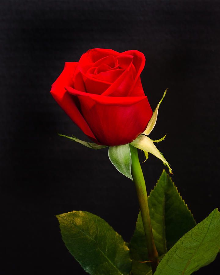 single red rose image