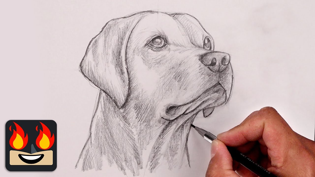 sketch of dogs