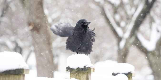 snow crows