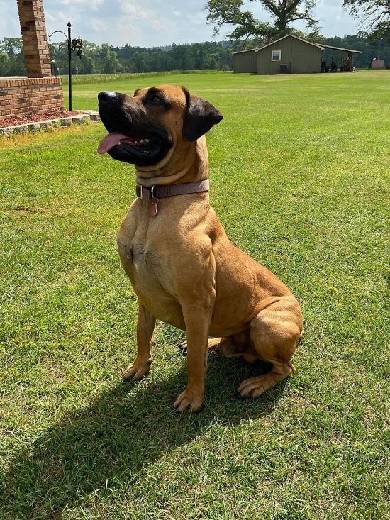 southern black mouth cur dog