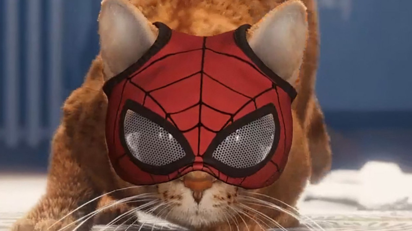 spider cat meme