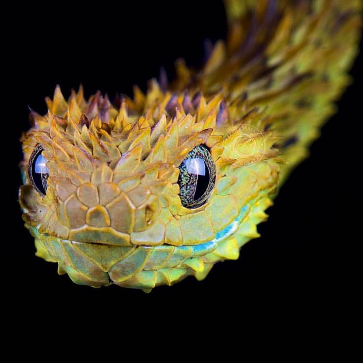 spiny bush viper