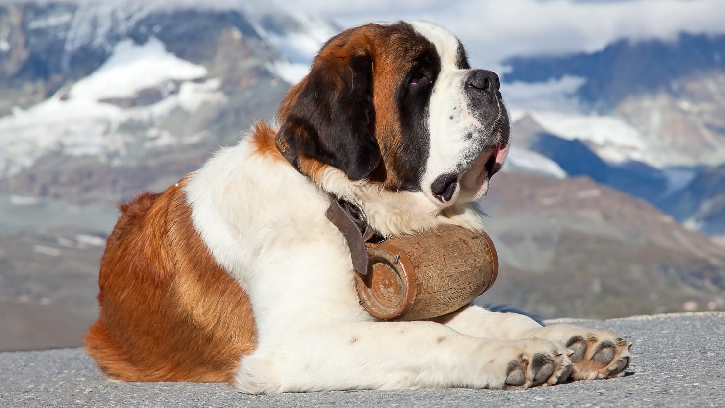 st bernard with a barrel