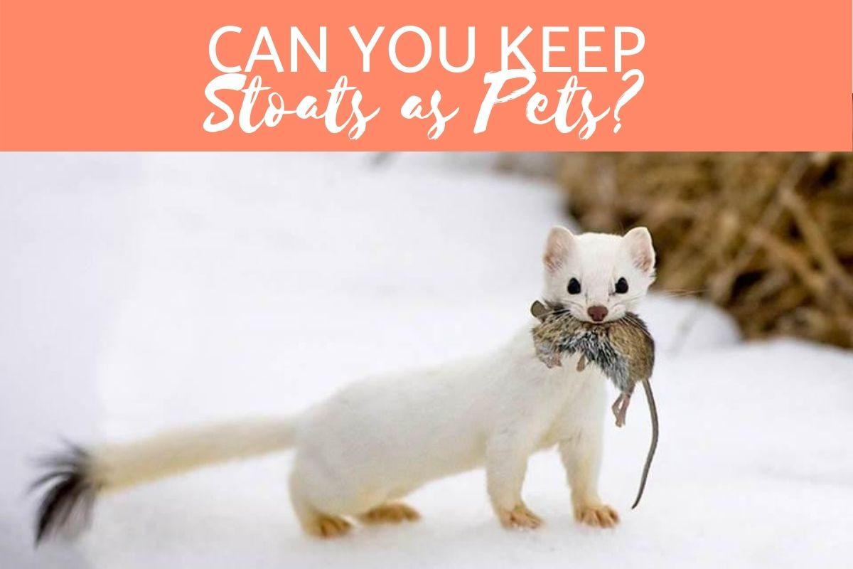 stoat animal pet