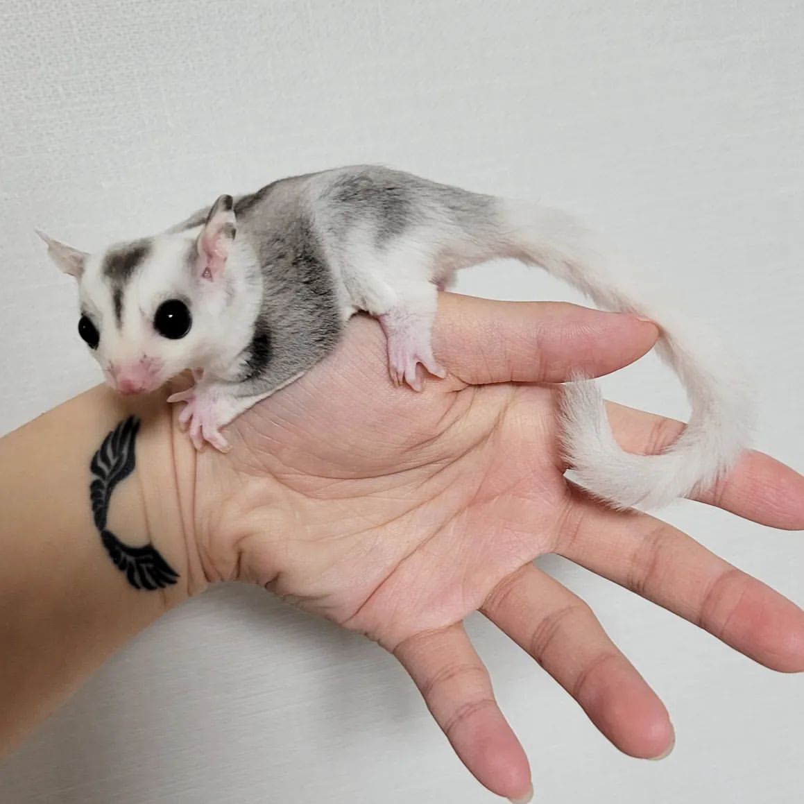 sugar gliders for sale kansas city