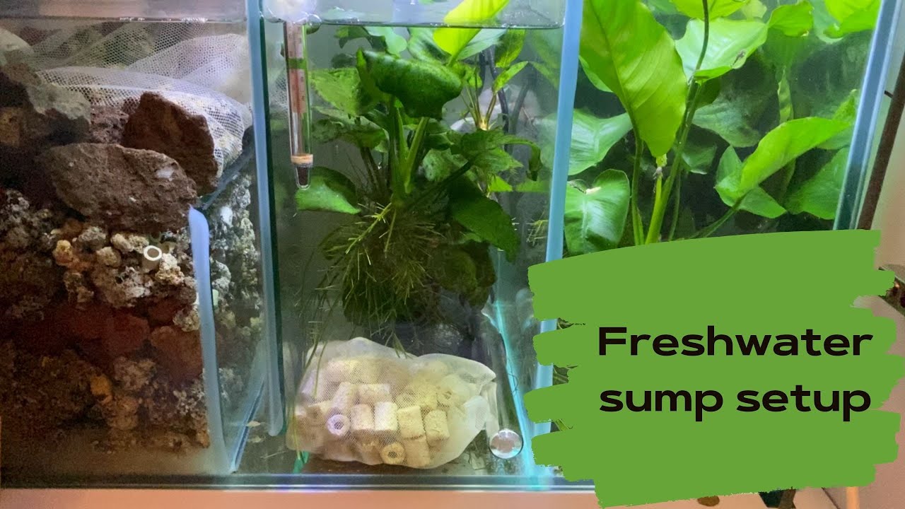 sump fish tank setup