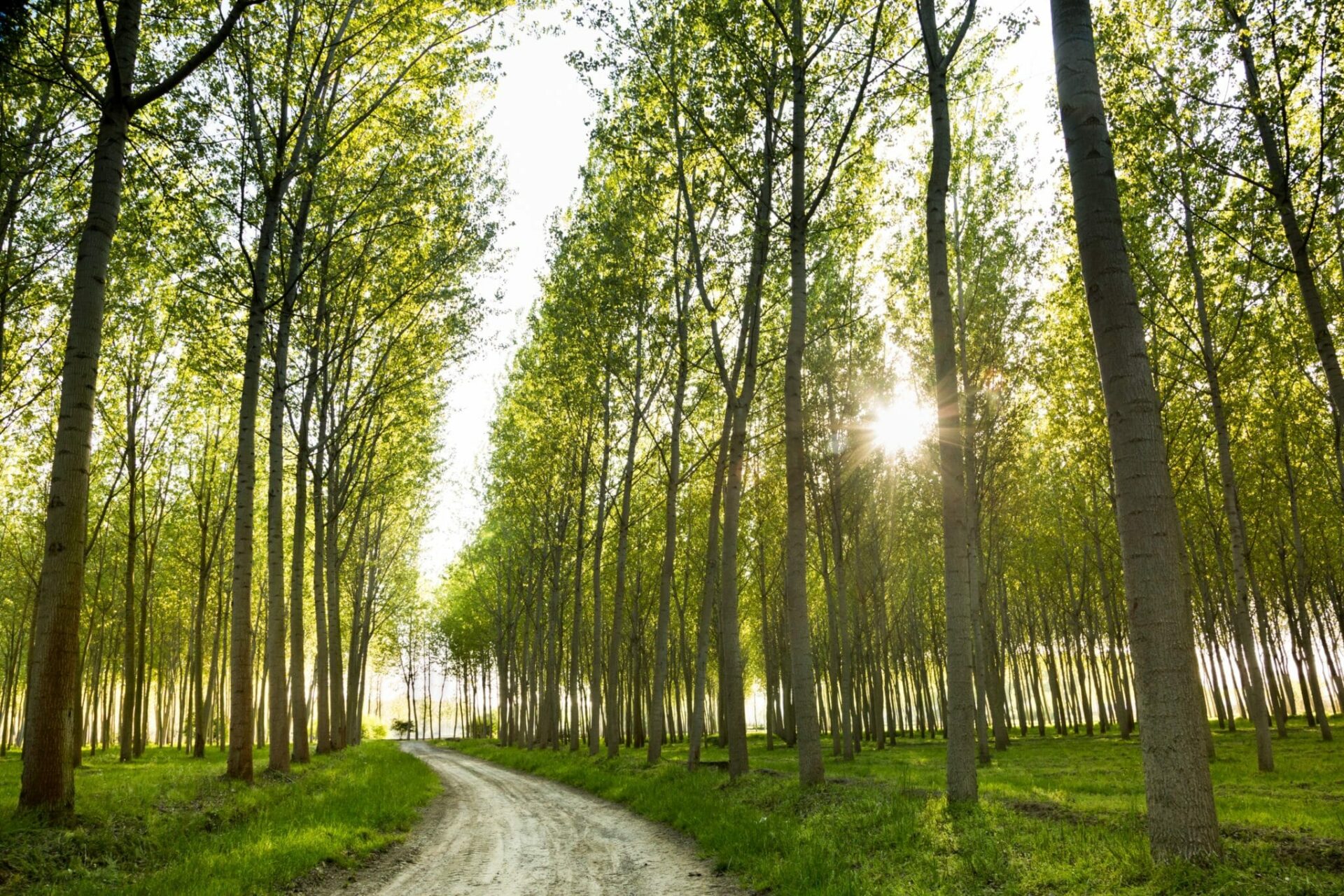 superior hybrid poplar tree