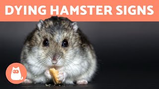 symptoms of a dying hamster